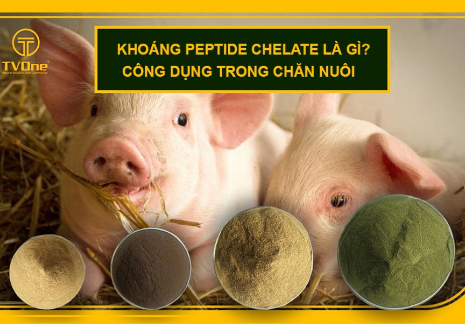Khoáng peptide chelate là gì? 5 ưu điểm vượt trội trong chăn nuôi